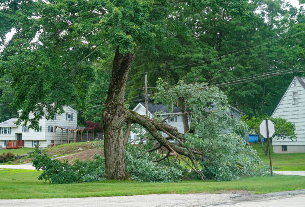 Trusted Lucasville, OH Tree Care  Experts