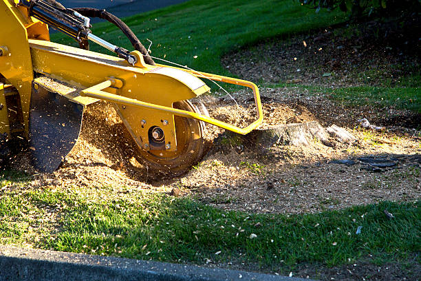 How Our Tree Care Process Works  in  Lucasville, OH