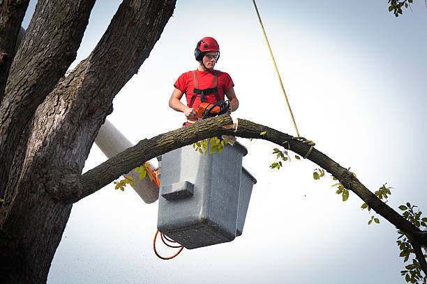 Best Tree Risk Assessment  in Lucasville, OH